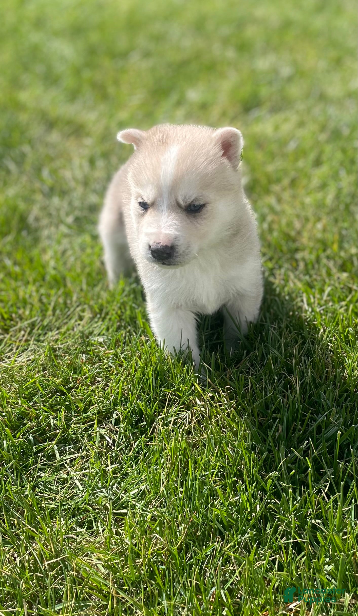 Gerberian Shepsky dogs Oliver  - Ad 2