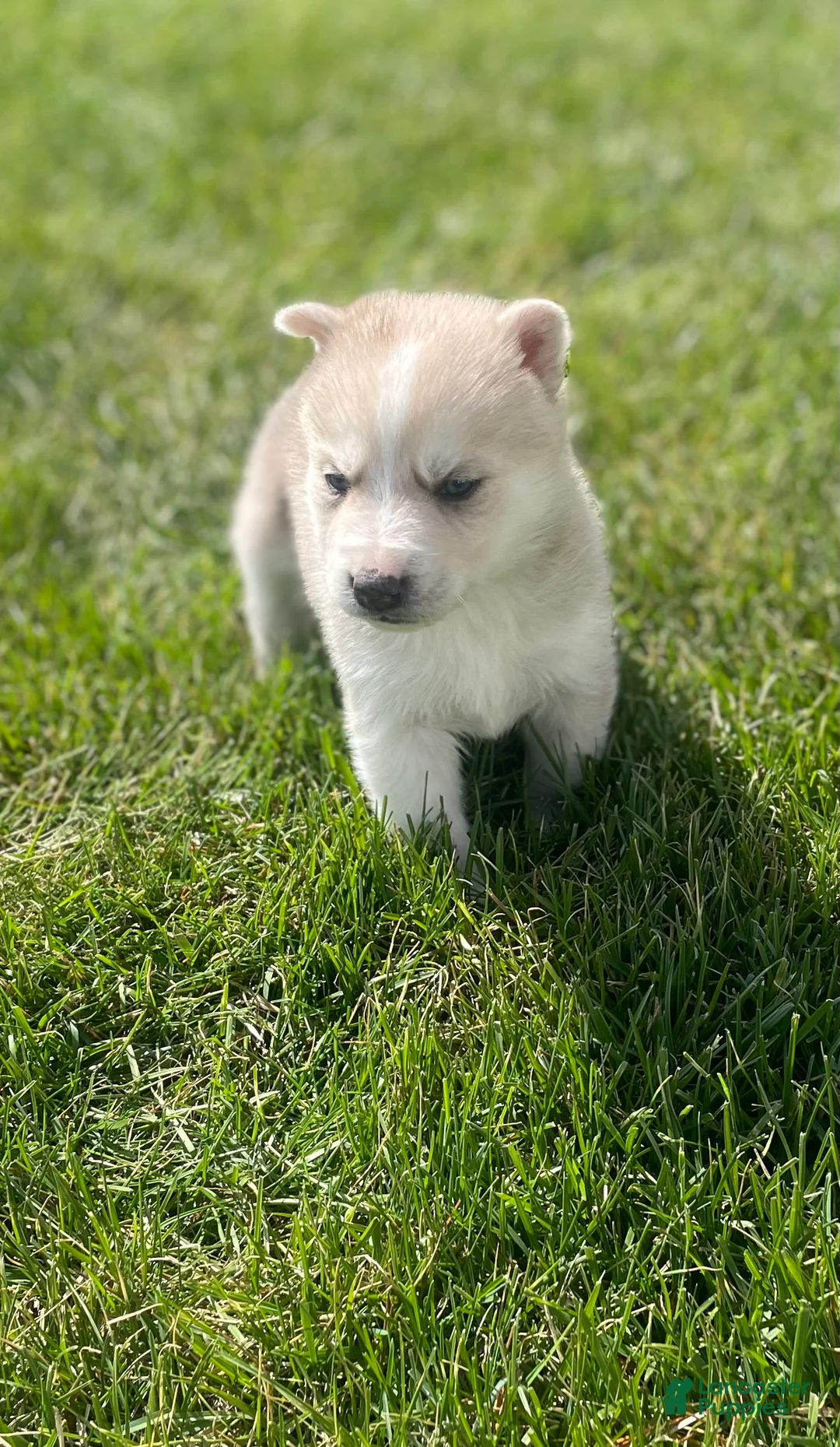 Gerberian Shepsky dogs for sale: Oliver  - Ad 3