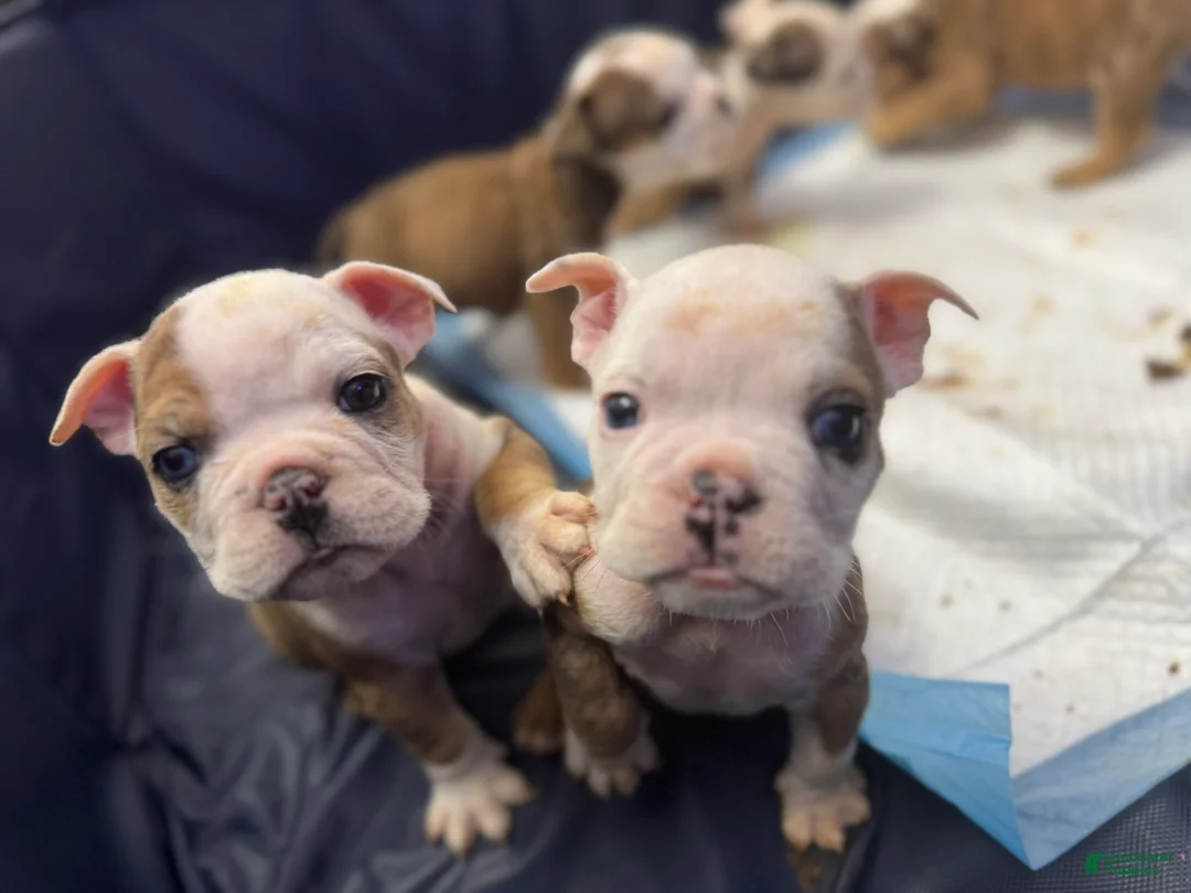 English Bulldog dogs for sale: English Bulldog Puppy 4 - Ad 1