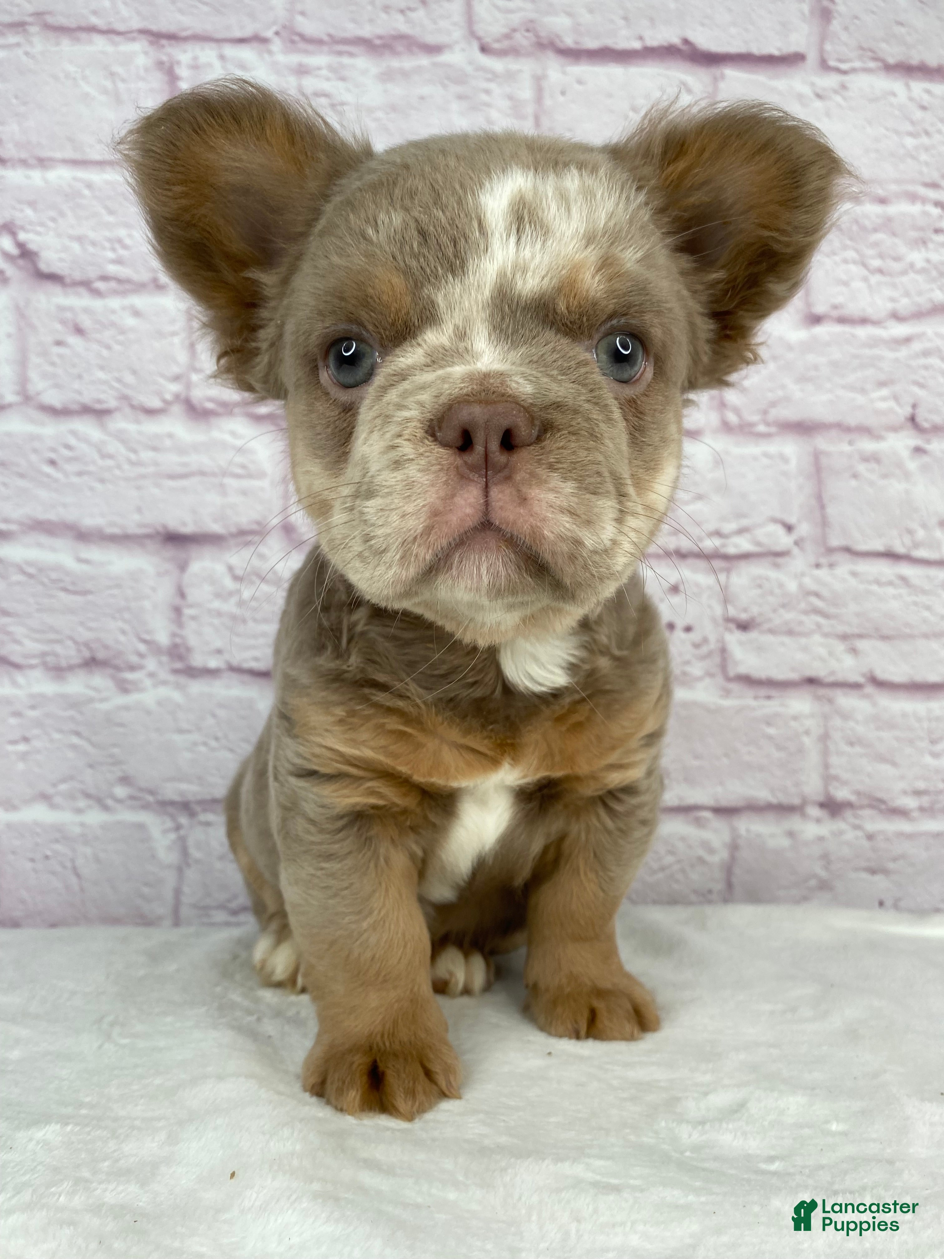 French Bulldog dogs French Bulldog Puppy 1 - Ad 2