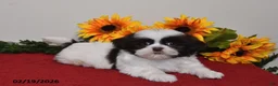 Shih Tzu dogs for sale: Caspar - Ad 5