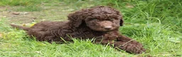 Labradoodle dogs for sale: Apollo - Ad 7
