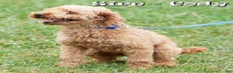 Cockapoo dogs for sale: Noel - Ad 11