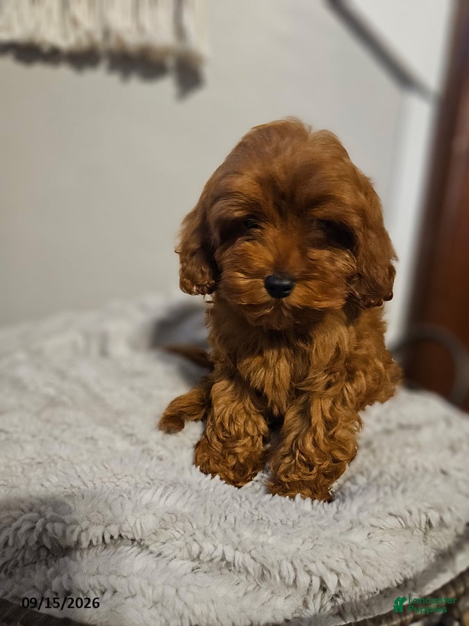 Cockapoo dogs Callie - Ad 1