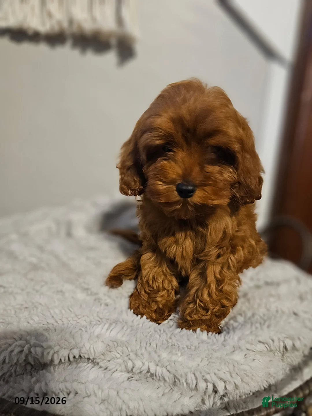 Cockapoo dogs for sale: Callie - Ad 1