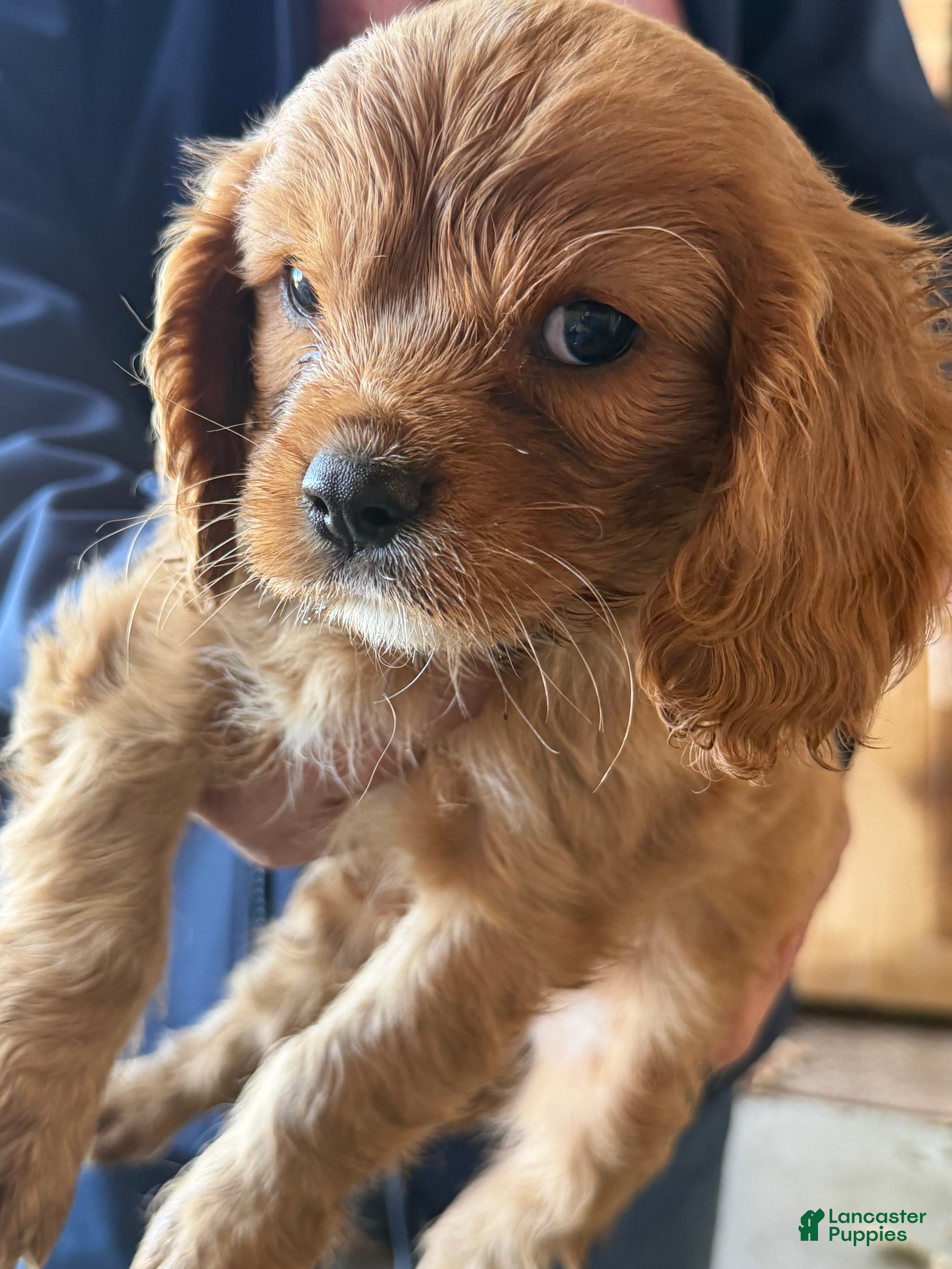 Cavalier King Charles Spaniel dogs for sale: Cavalier King Charles Spaniel 4 - Ad 21