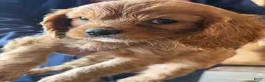 Cavalier King Charles Spaniel 4