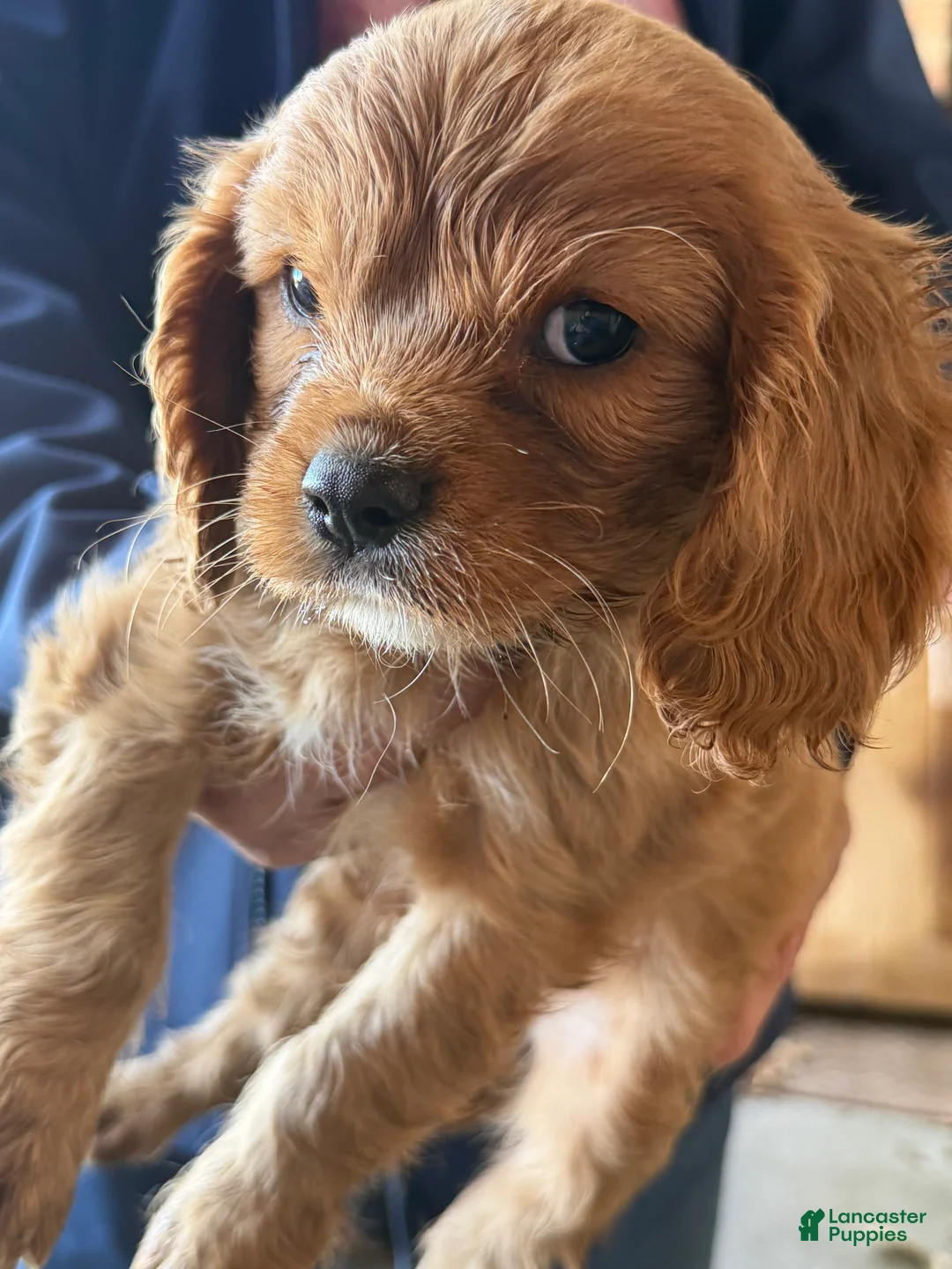 Cavalier King Charles Spaniel dogs for sale: Cavalier King Charles Spaniel 4 - Ad 1