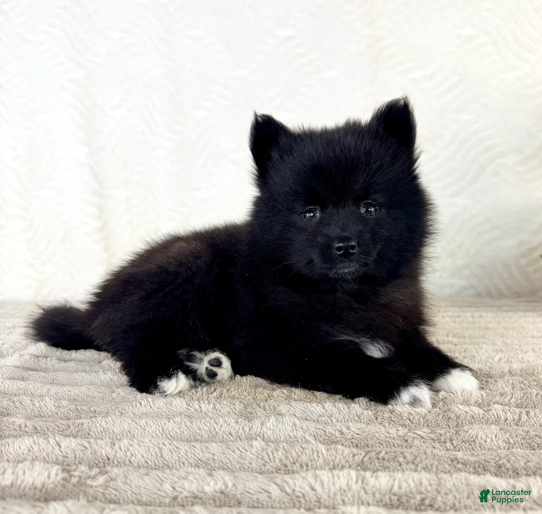 Pomsky dogs for sale: Pepper - Ad 5