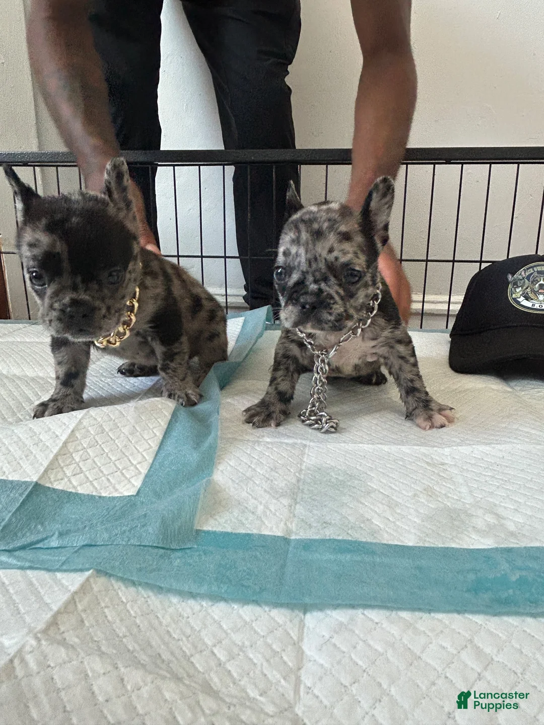 French Bulldog dogs for sale: French Bulldog 1 - Ad 2