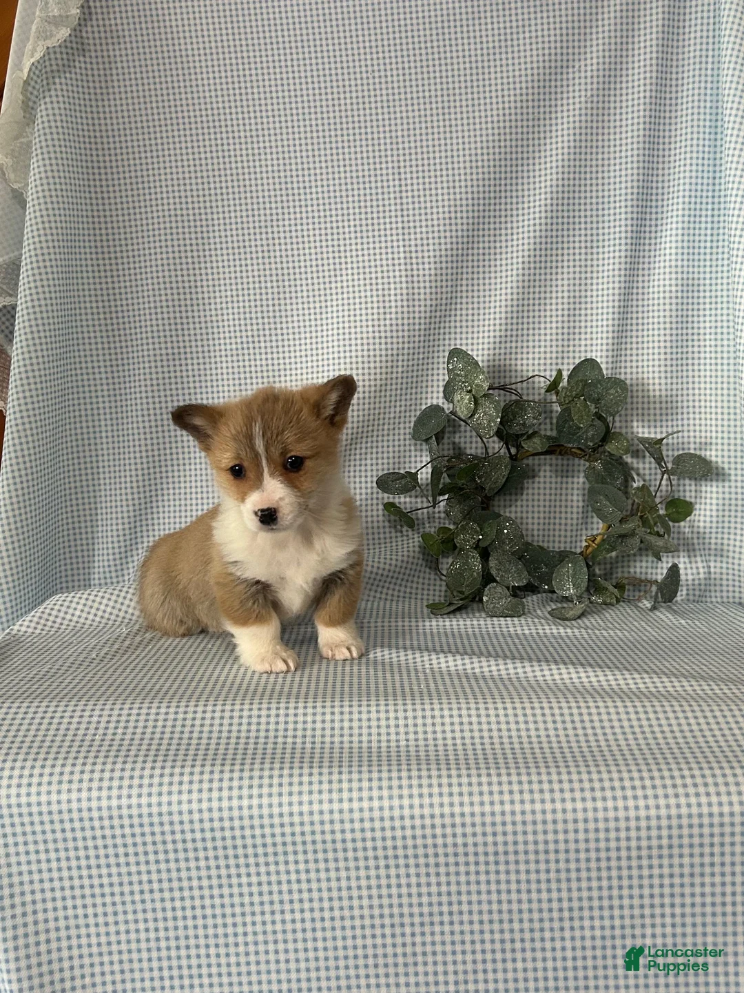 Welsh Corgi Pembroke dogs for sale: Poppi - Ad 6