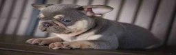 French Bulldog dogs for sale: 🐾 Meet Kingston — A Happy Little Frenchie with Plenty of Love to Give! 🐾 - Ad 17