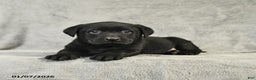 Labrador Retriever dogs for sale: Blake - Ad 3