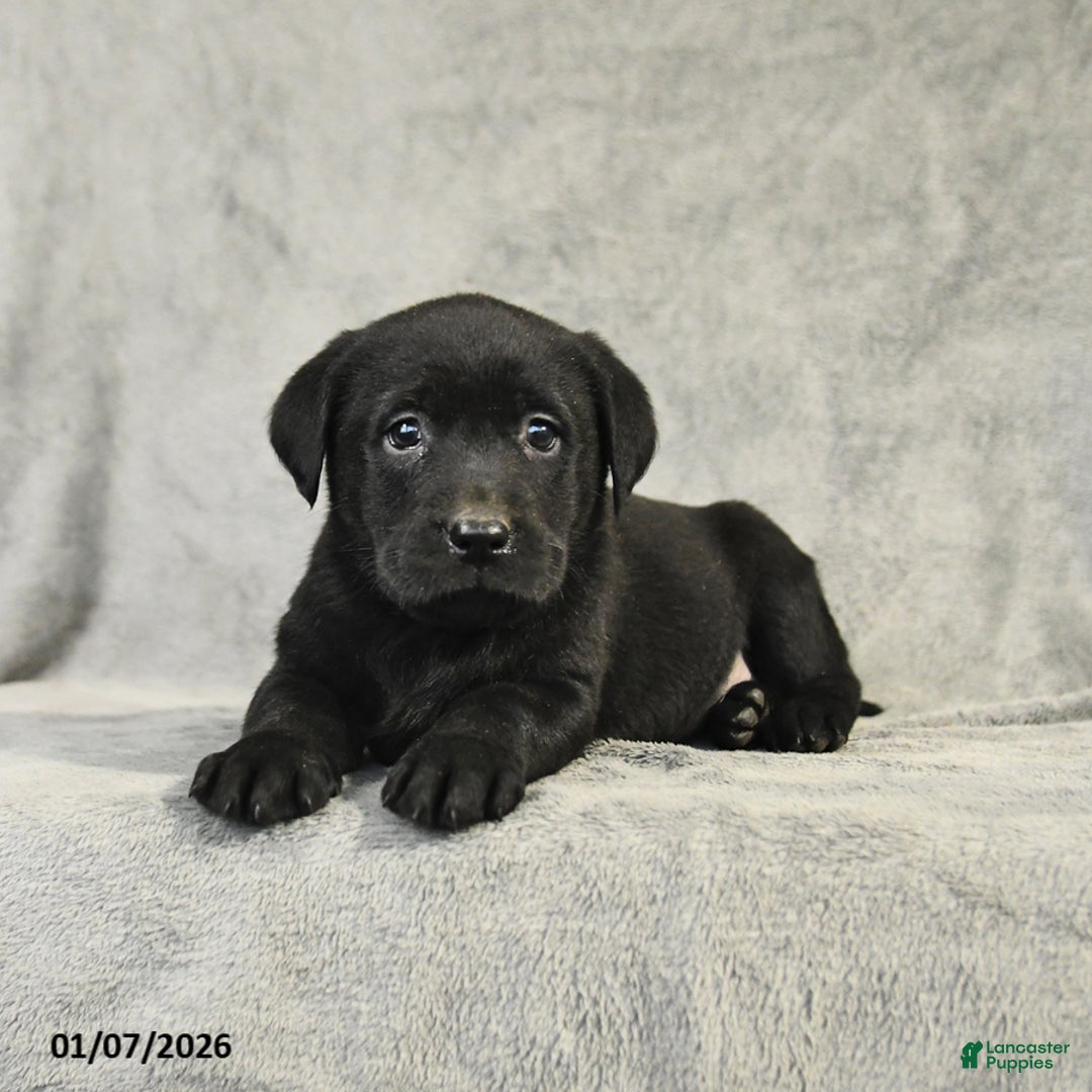 Labrador Retriever dogs for sale: Blake - Ad 3