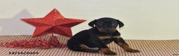 Doberman Pinscher dogs for sale: Chase - Ad 2