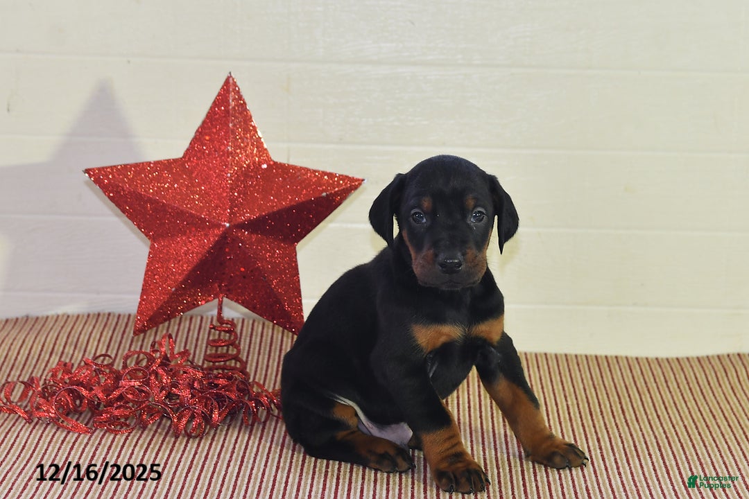 Doberman Pinscher dogs for sale: Chase - Ad 2