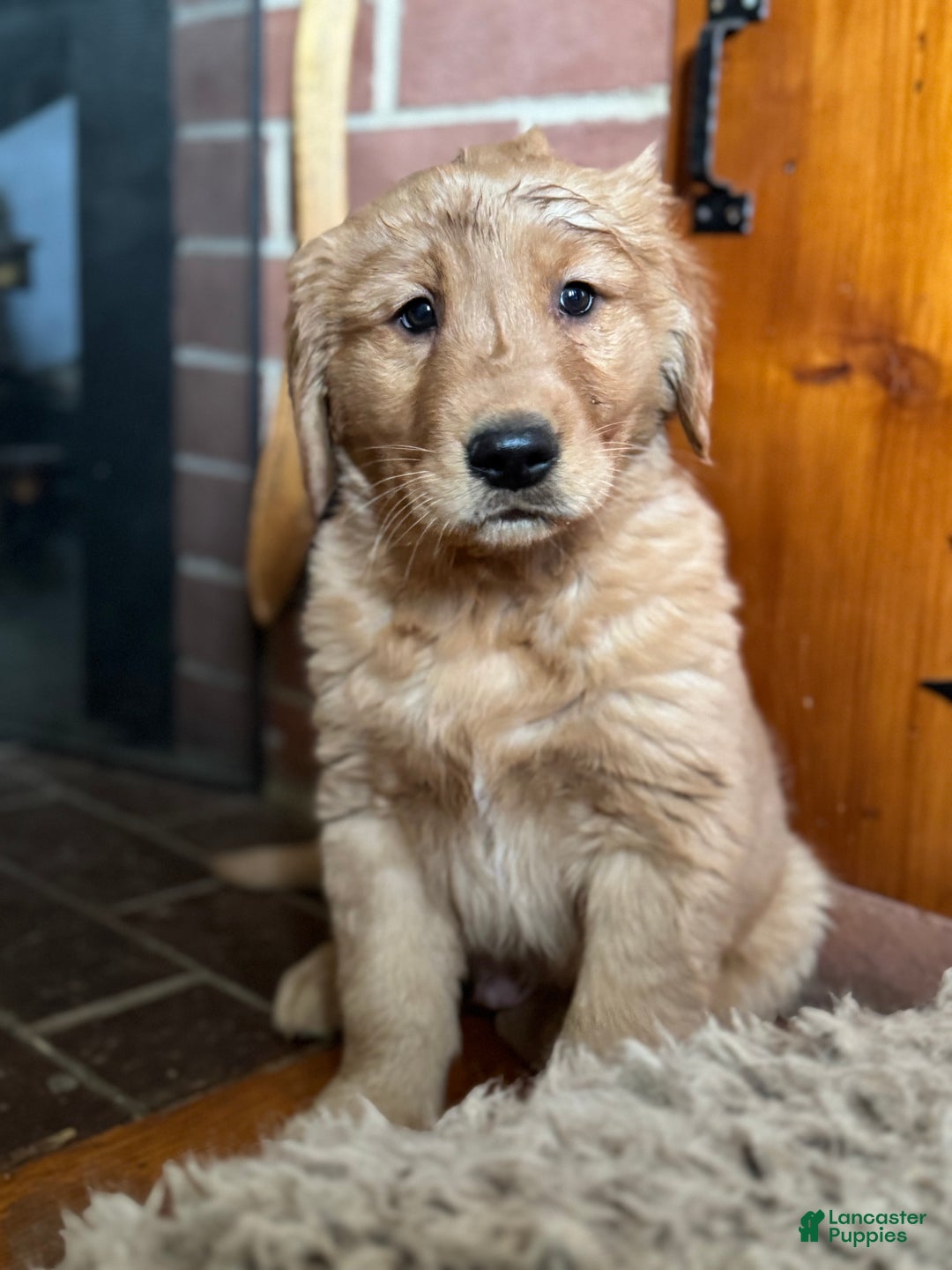 Golden Retriever dogs for sale: Cider - Ad 1