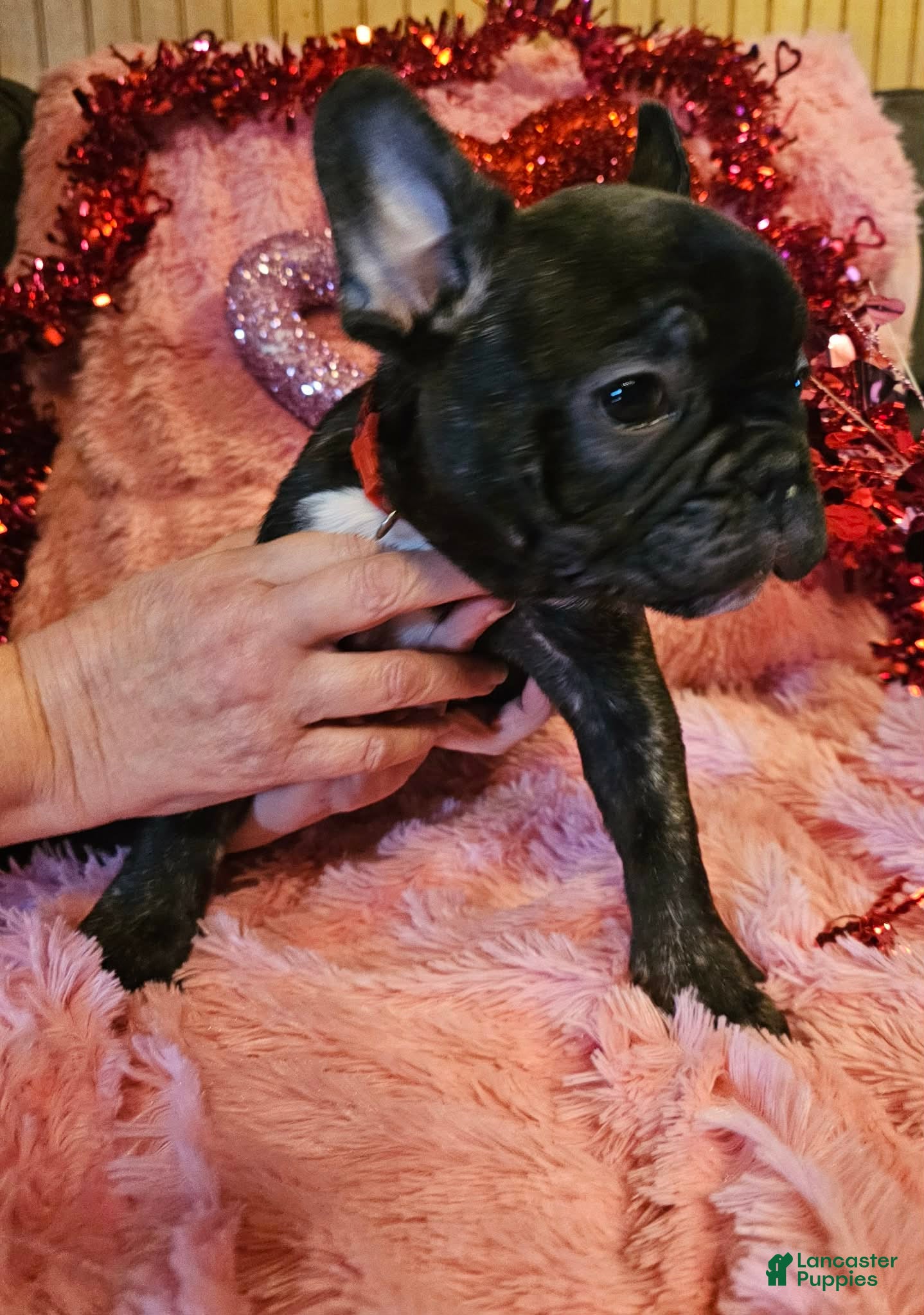 French Bulldog dogs Bear - Ad 32