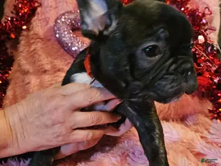 French Bulldog dogs Bear - Ad 32