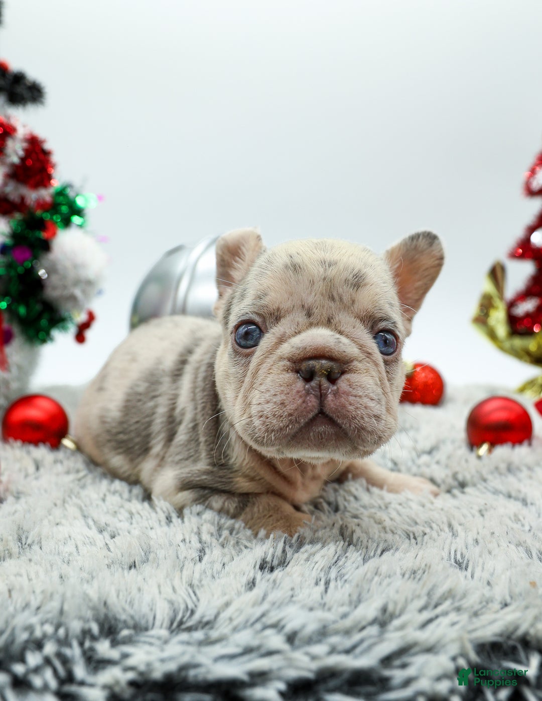 French Bulldog dogs for sale: Bank Roll - Ad 3
