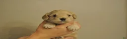 Cavapoo dogs for sale: Cavapoo 3 Twinkle - Ad 21