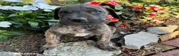 Great Dane dogs for sale: Bandit - Ad 10