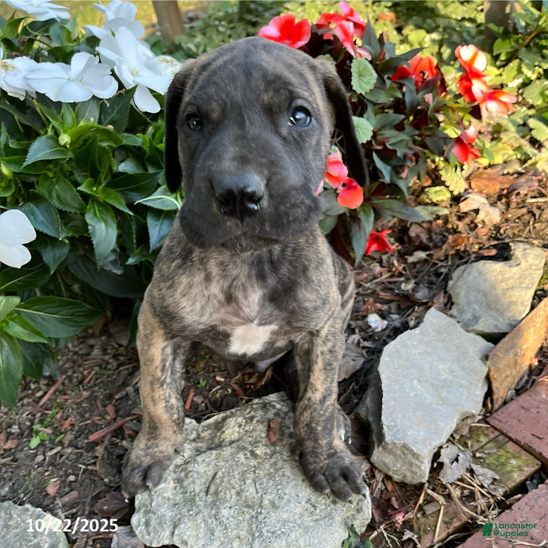 Great Dane dogs for sale: Bandit - Ad 10