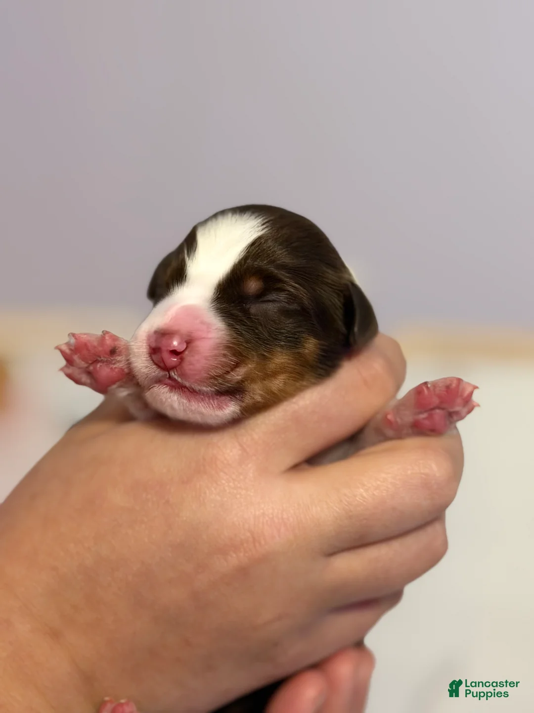 Australian Shepherd dogs for sale: Australian Shepherd Puppy 5 - Ad 7