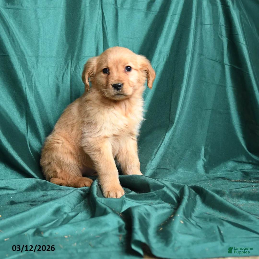 Golden Retriever dogs for sale: Sandy - Ad 3