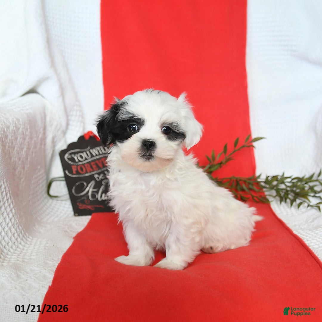 Malshi dogs for sale: Sunny   - Ad 3