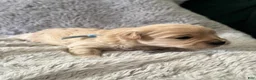 Maltipoo dogs for sale: Milo - Ad 12