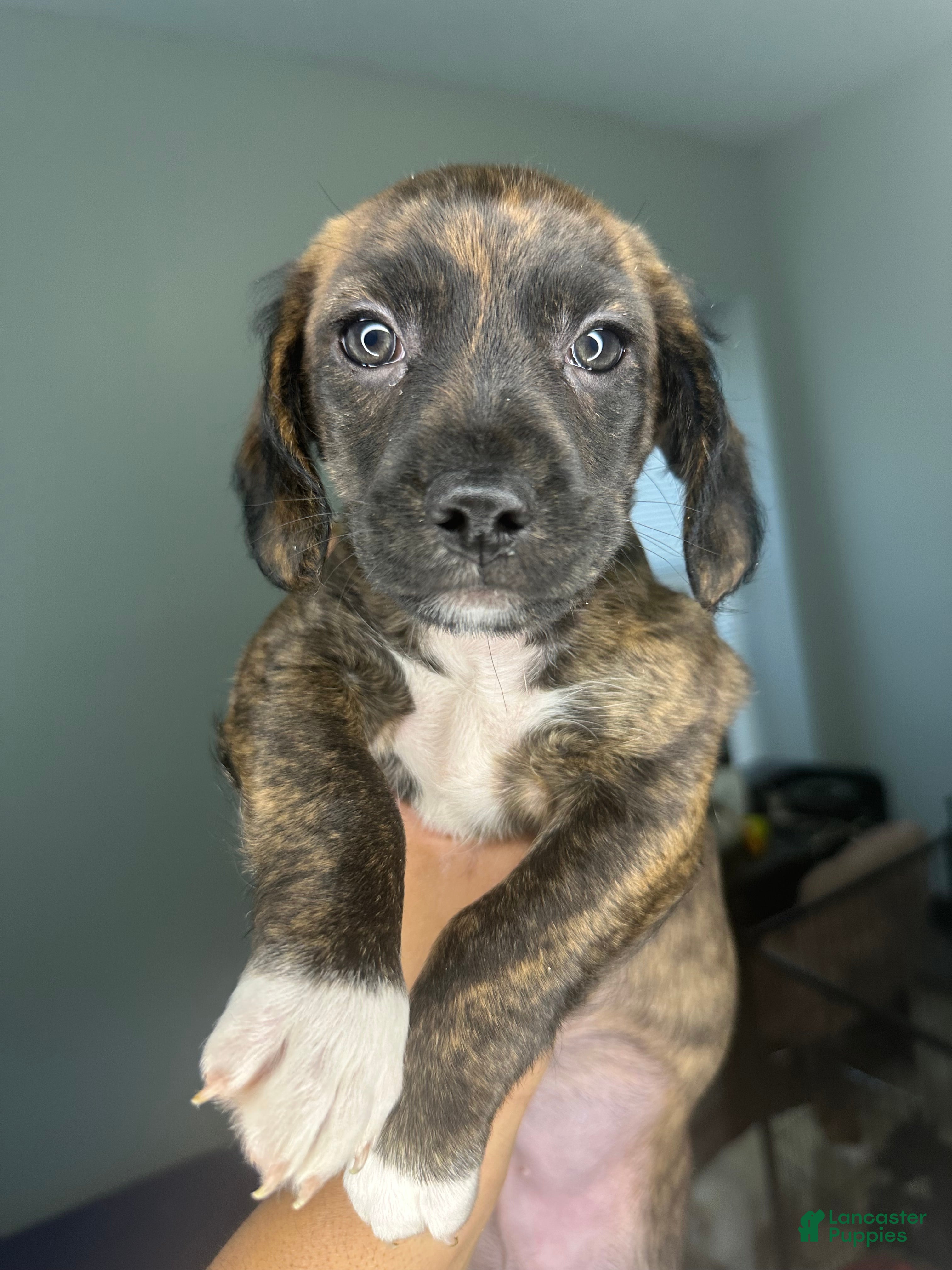 Mixed Breed dogs Rashid - Ad 40