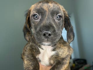 Mixed Breed dogs Rashid - Ad 27