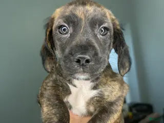 Mixed Breed dogs Rashid - Ad 26