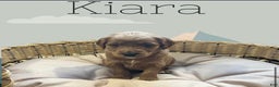 Goldendoodle dogs for sale: Kiara - Ad 1
