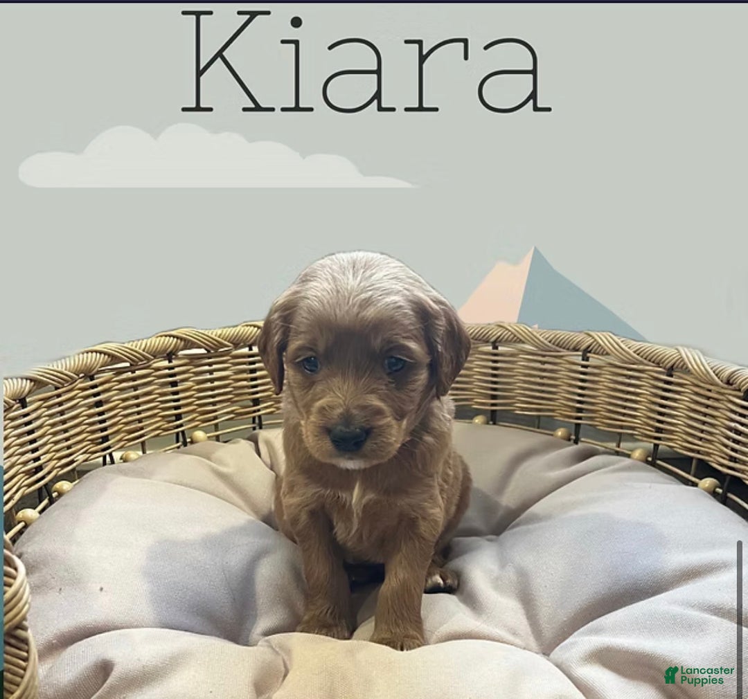Goldendoodle dogs for sale: Kiara - Ad 1