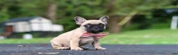 French Bulldog dogs for sale: Callie - Ad 6