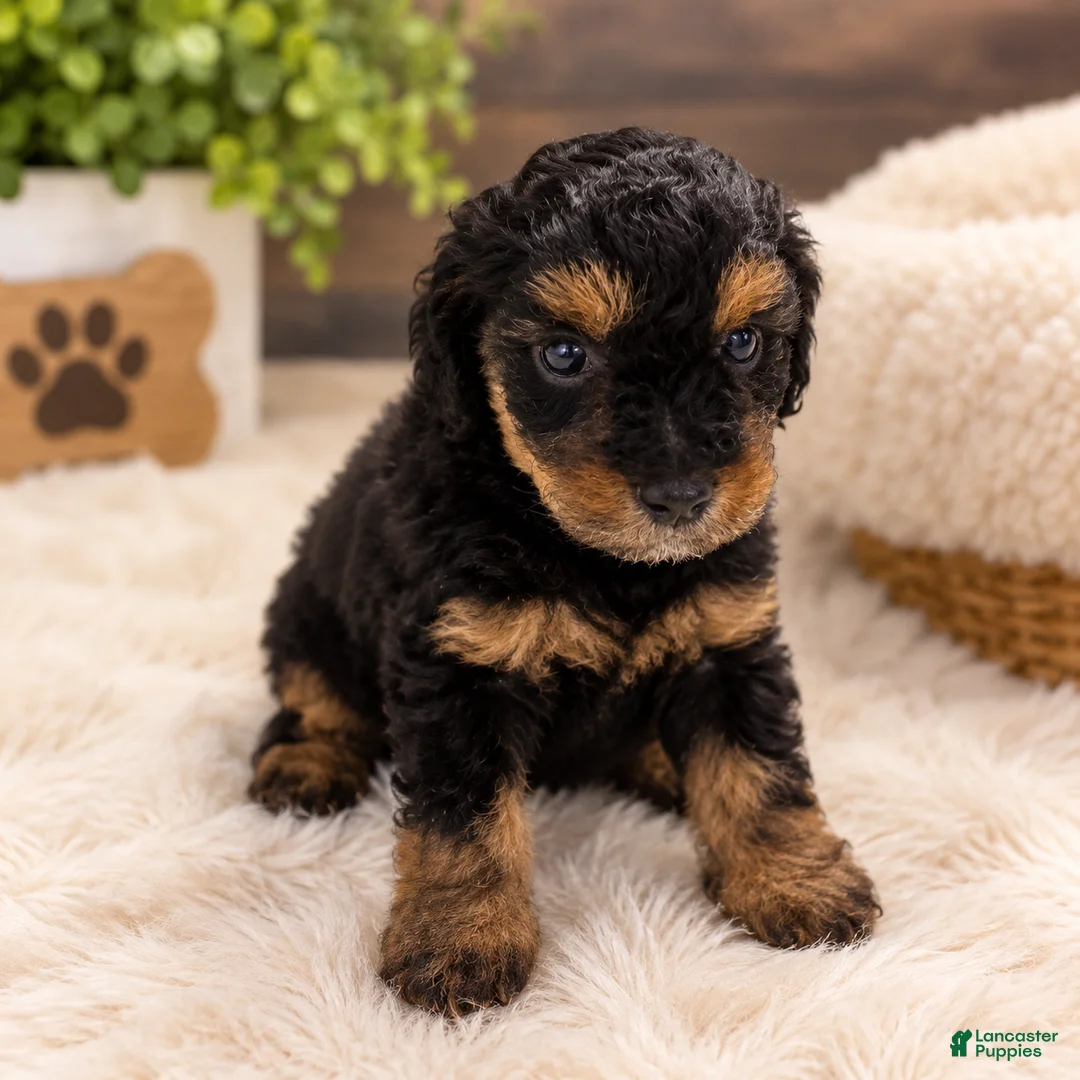Toy Poodle dogs for sale: Sky - Ad 1