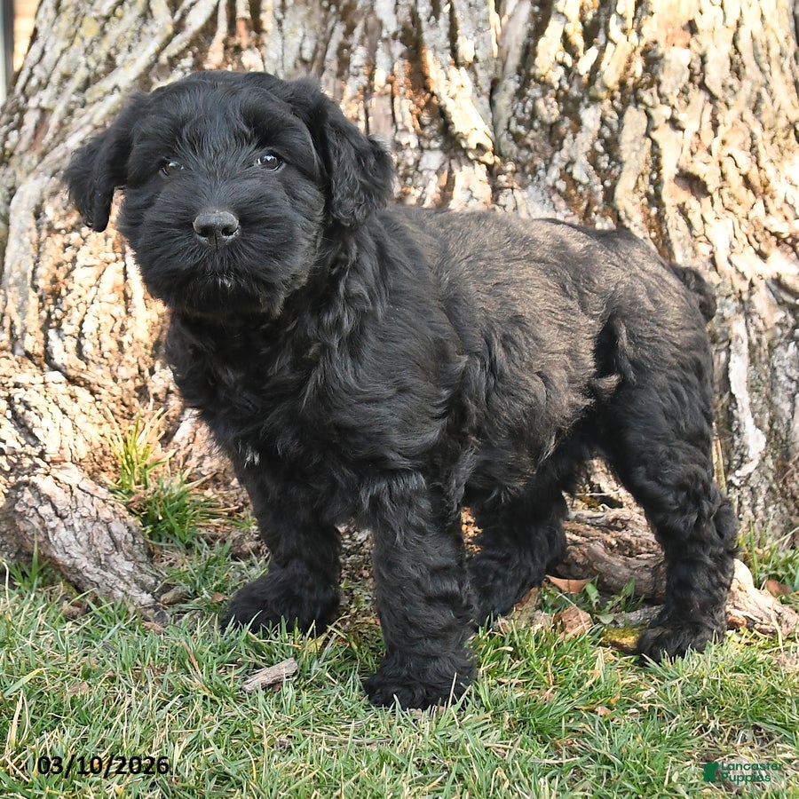 Schnauzer dogs Paige - Ad 2