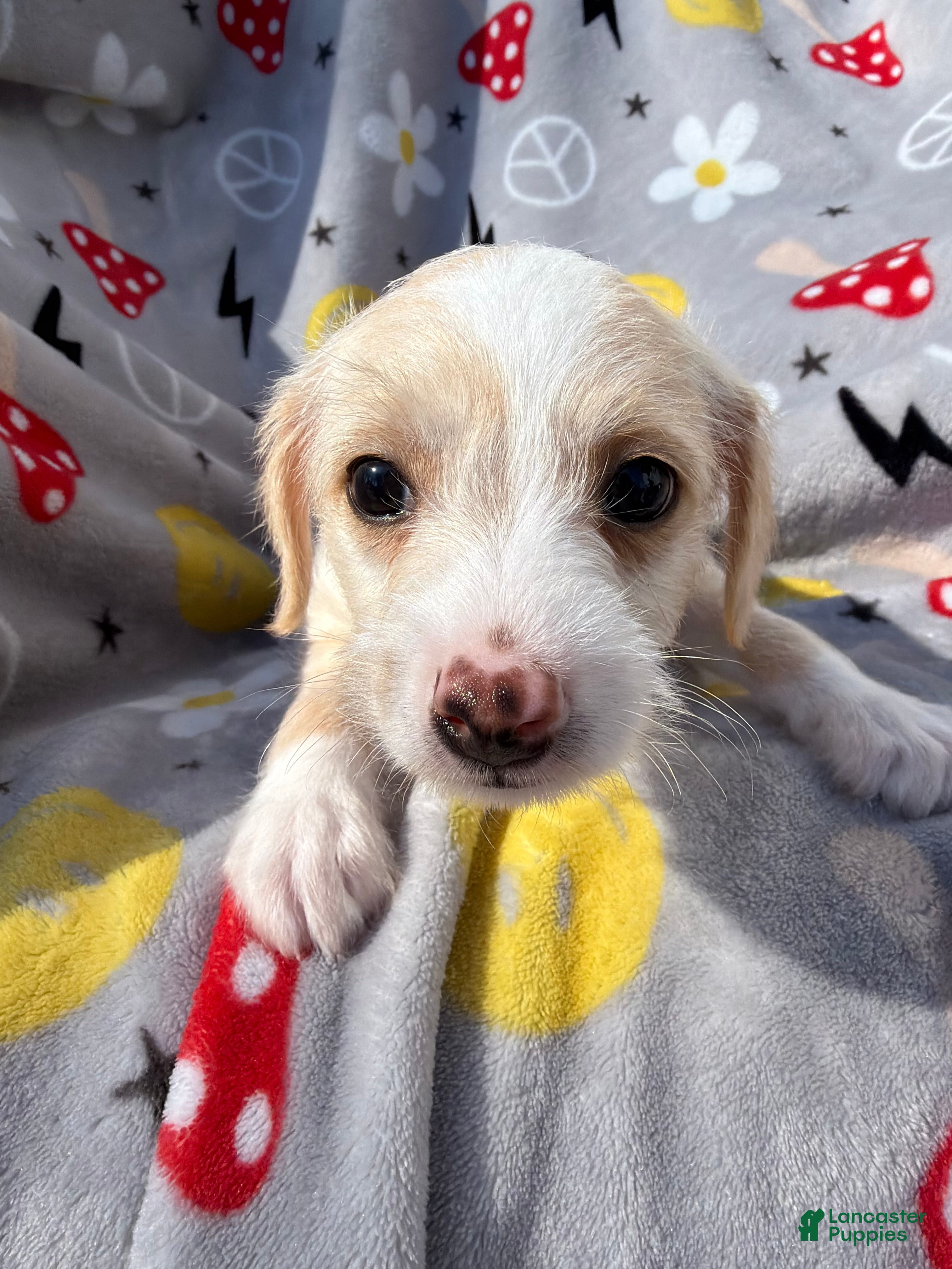 Mixed Breed dogs Mixed Breed Puppy 1 - Ad 3