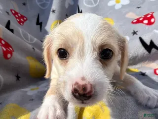 Mixed Breed dogs Mixed Breed Puppy 1 - Ad 3