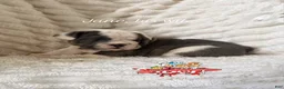 Mixed Breed dogs for sale: Jane - Ad 1