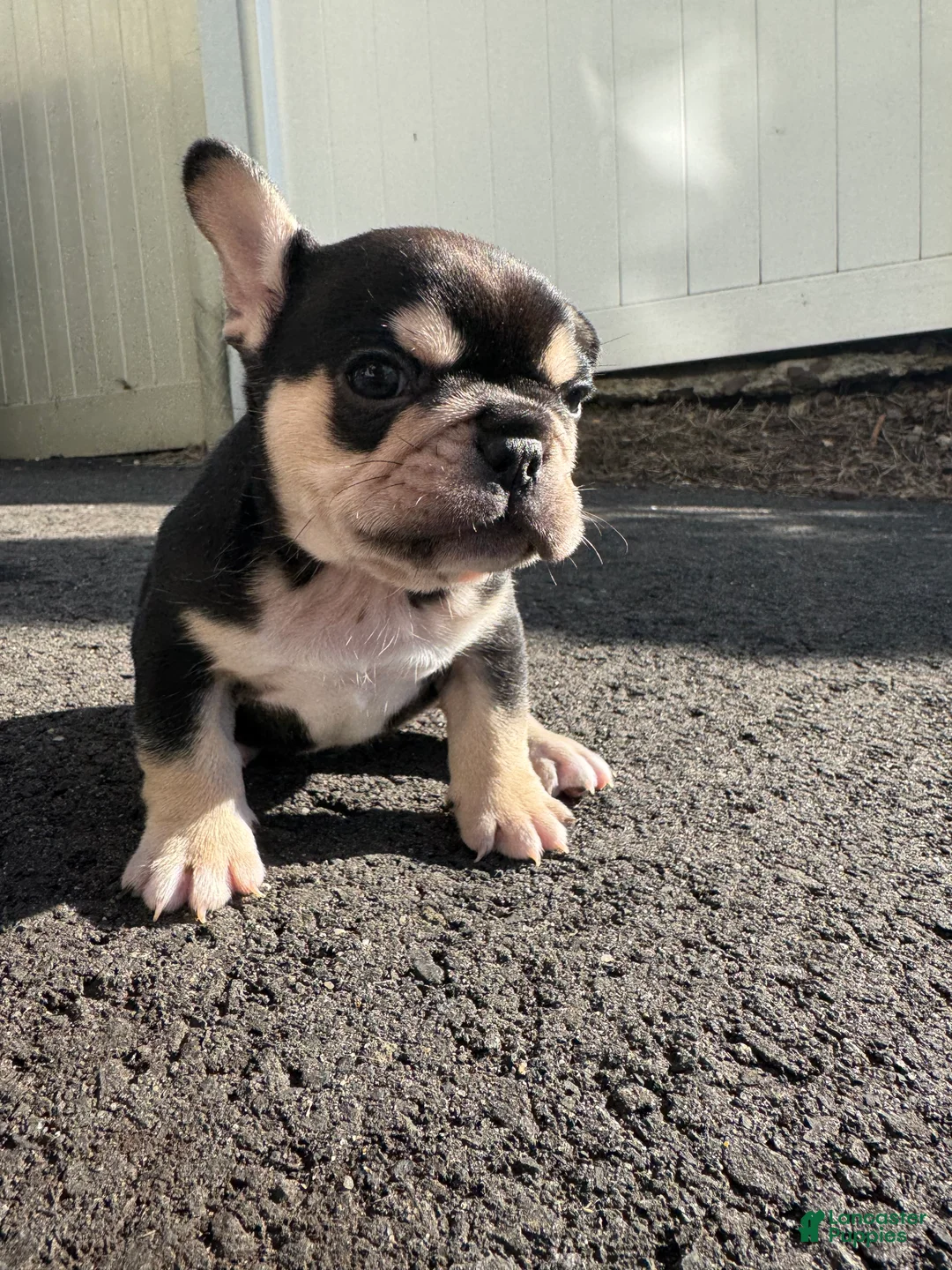 French Bulldog dogs for sale: Mike - Ad 2