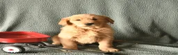 Golden Retriever dogs for sale: Kipper   - Ad 2