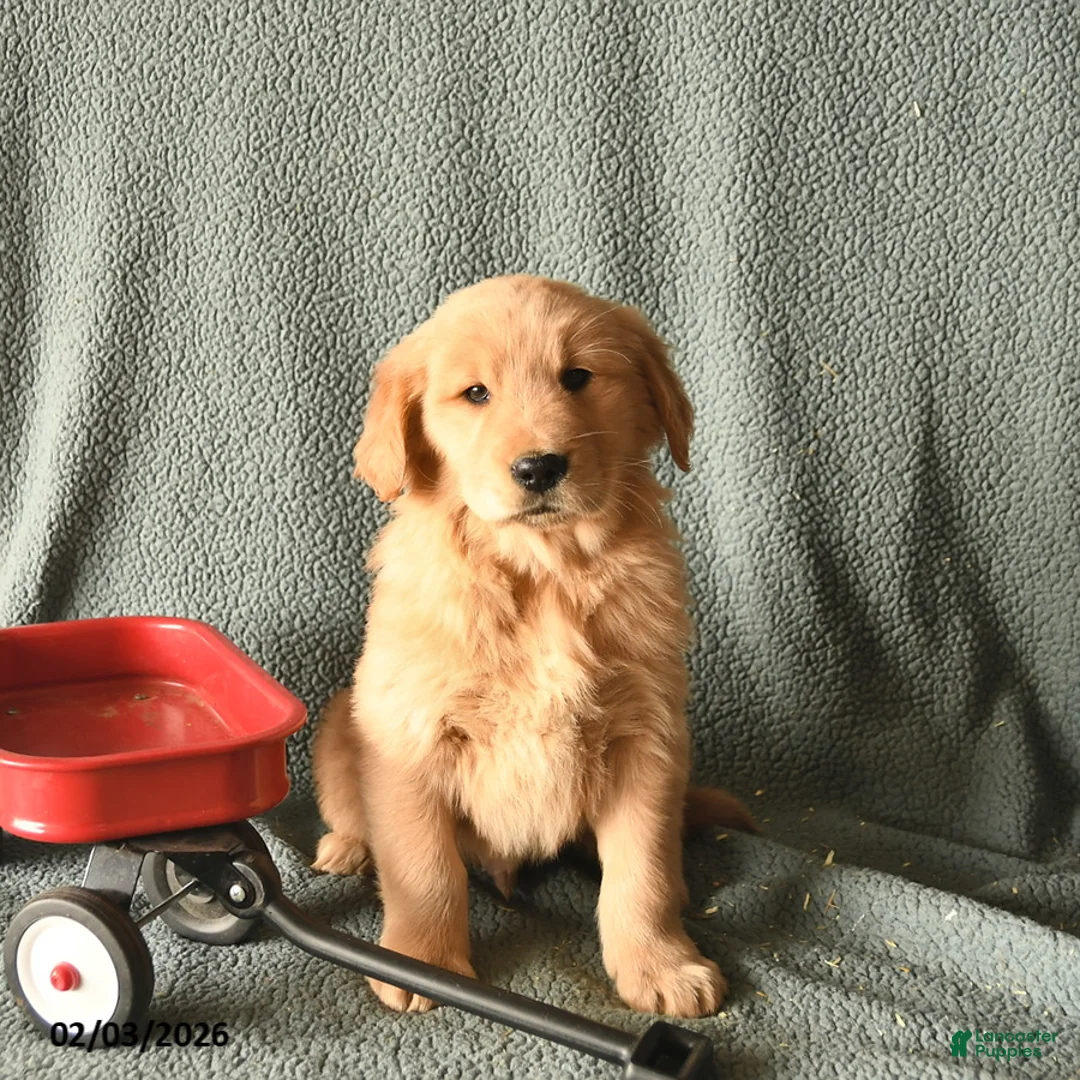 Golden Retriever dogs for sale: Kipper   - Ad 2