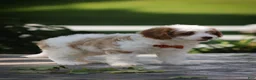 Cavapoo dogs for sale: Jasper - Ad 3