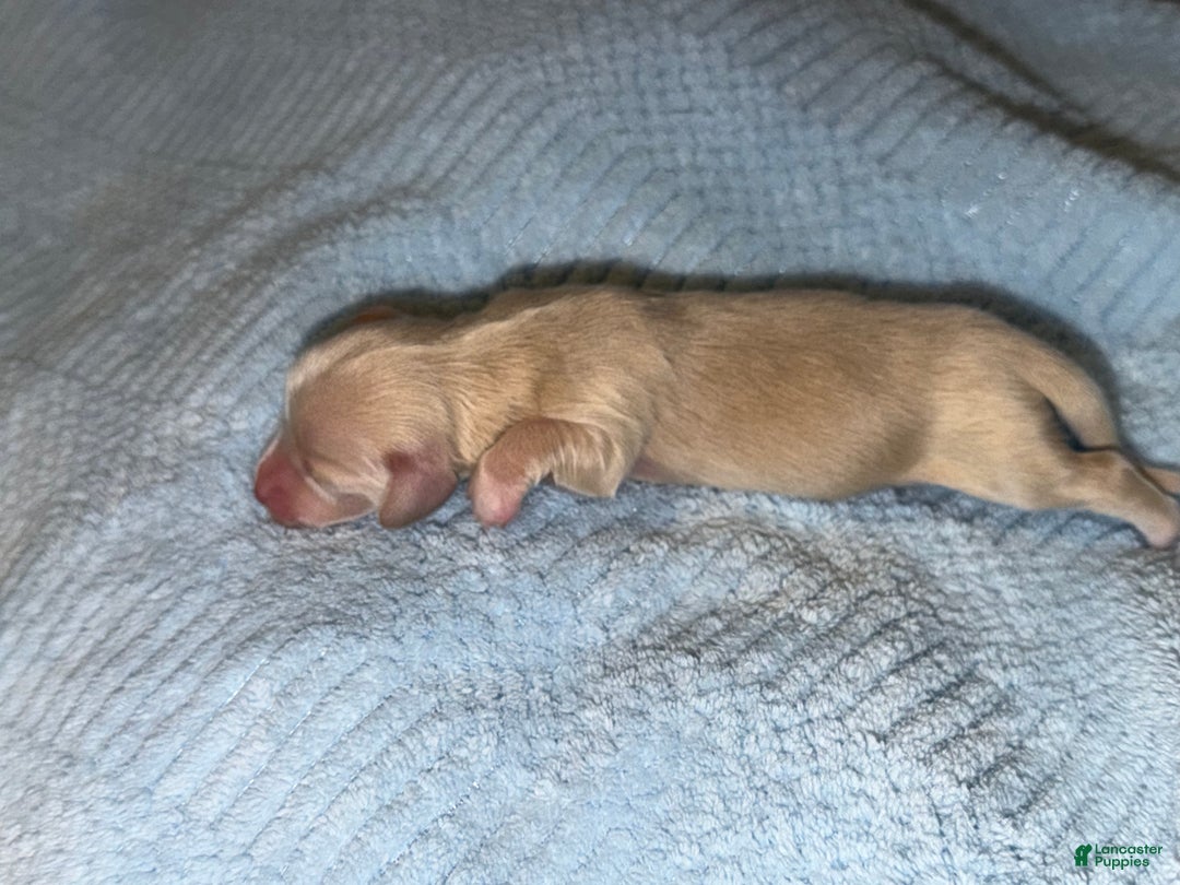 Miniature Dachshund dogs for sale: ee cream - Ad 28
