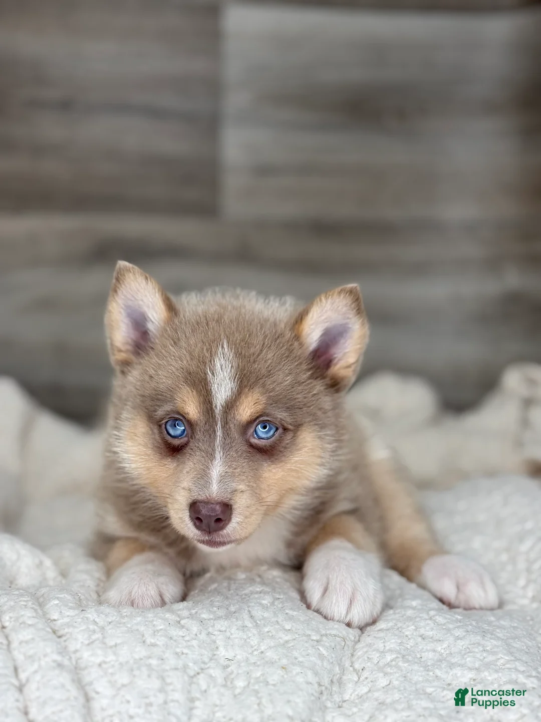 Pomsky dogs for sale: Pamela - Ad 3