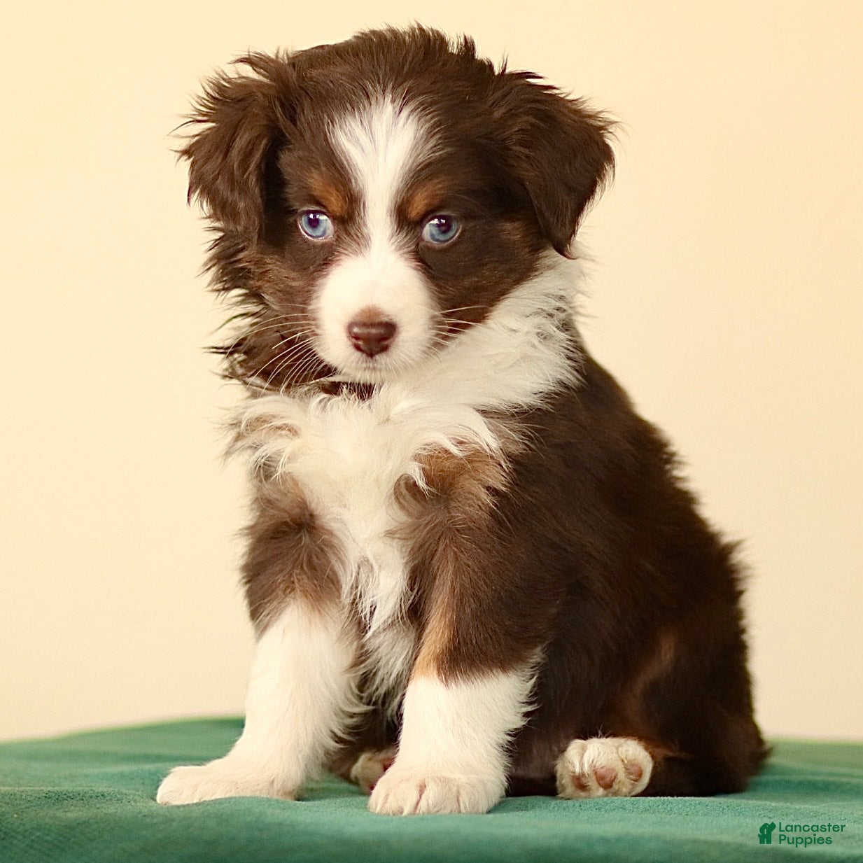 Miniature Australian Shepherd dogs Iona - Ad 2
