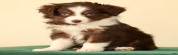 Miniature Australian Shepherd dogs for sale: Iona - Ad 2